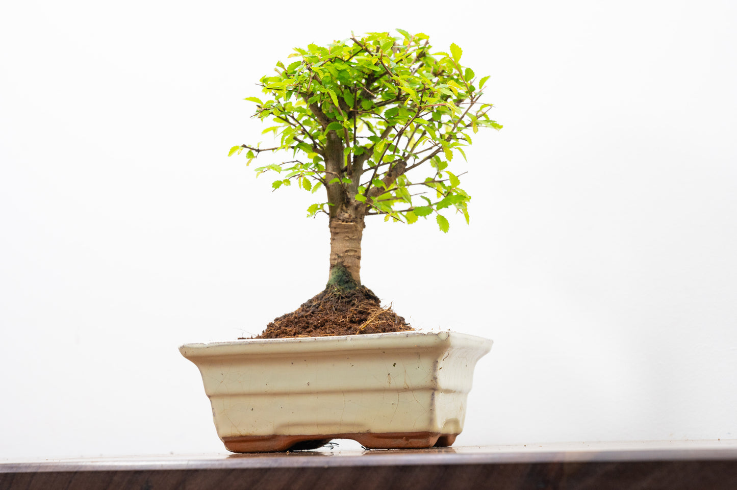 Chinese Elm Bonsai and Care Kit in 15cm Cream Ceramic Pot