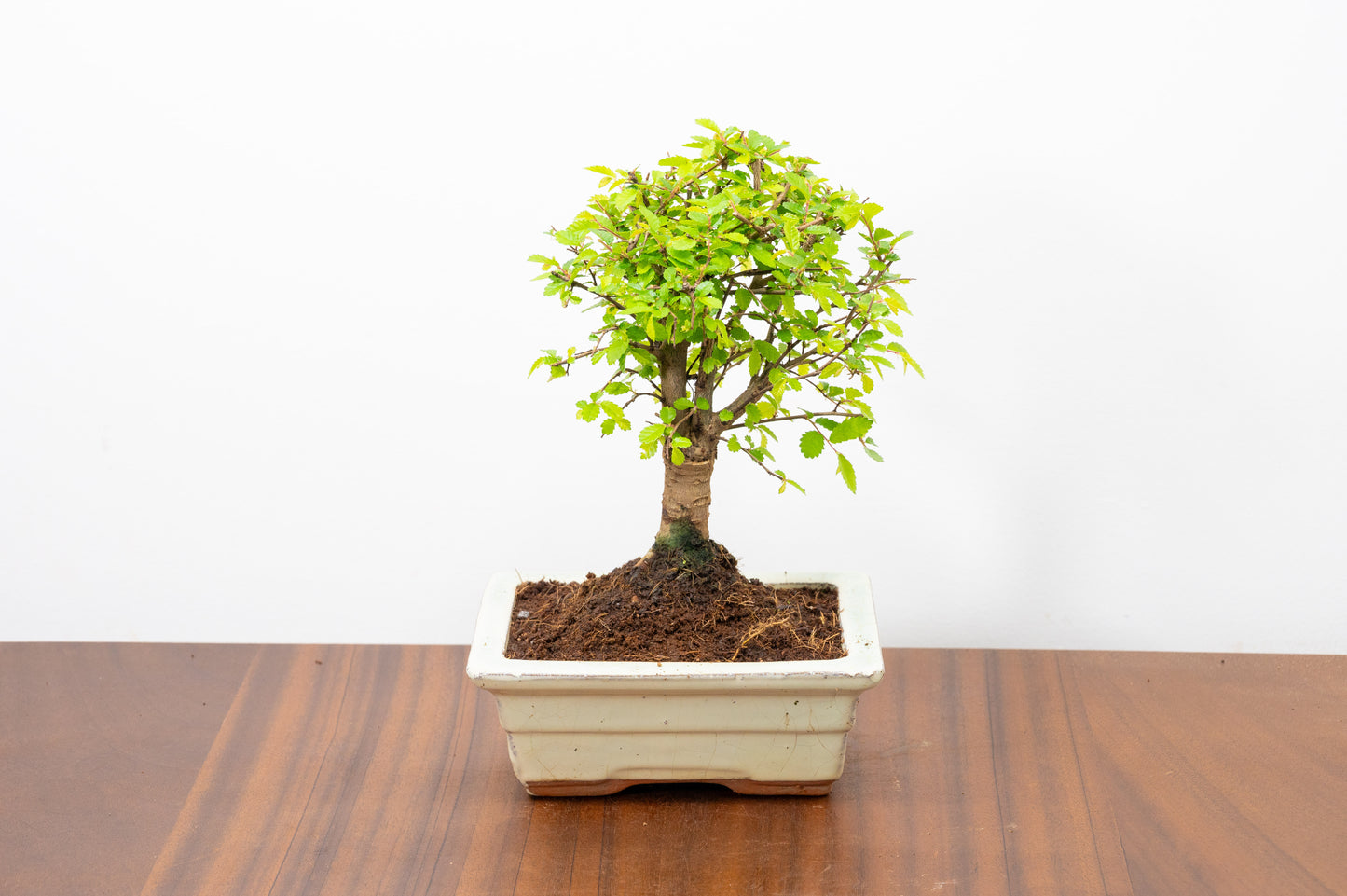 Chinese Elm Bonsai and Care Kit in 15cm Cream Ceramic Pot