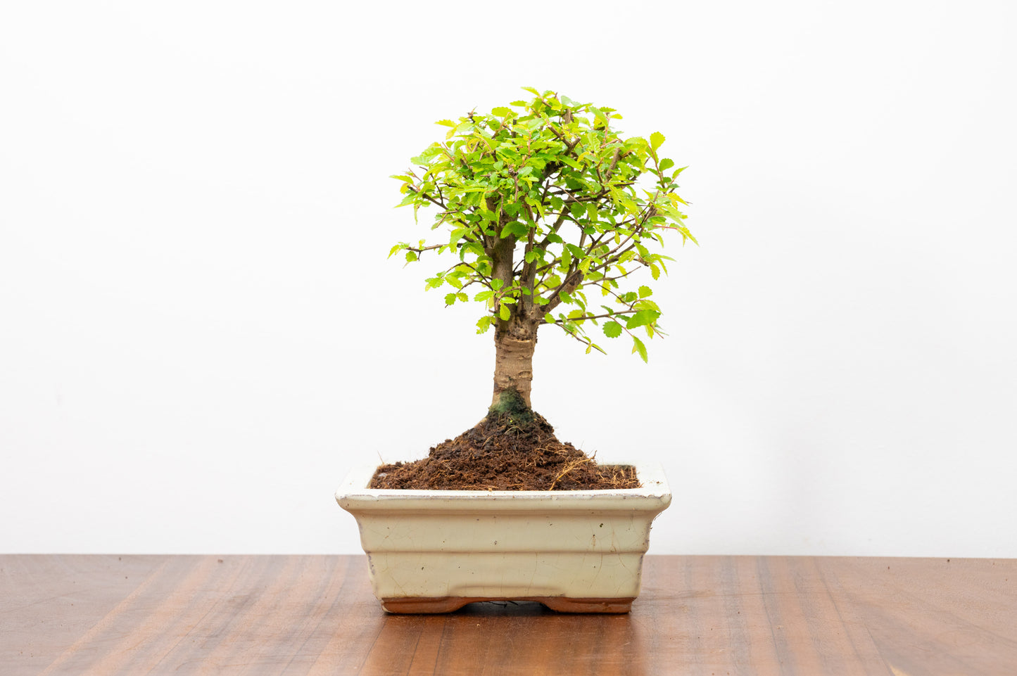 Chinese Elm Bonsai and Care Kit in 15cm Cream Ceramic Pot