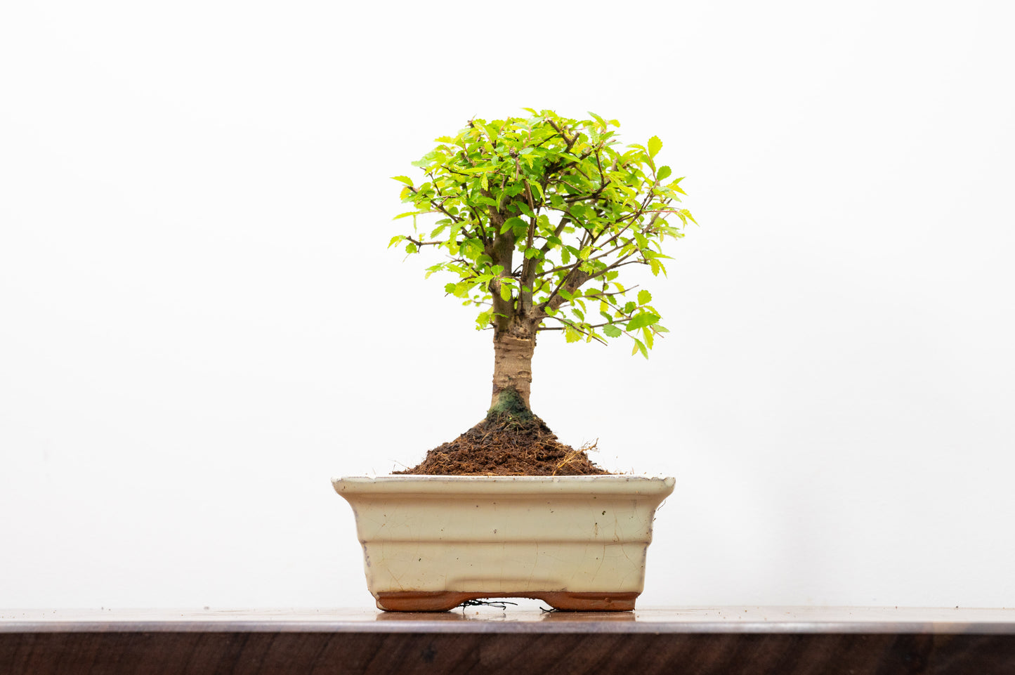 Chinese Elm Bonsai and Care Kit in 15cm Cream Ceramic Pot