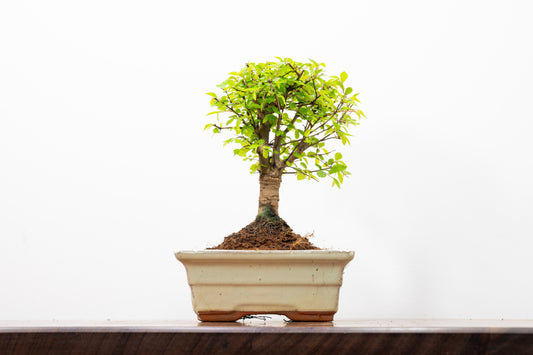 Chinese Elm Bonsai and Care Kit in 15cm Cream Ceramic Pot