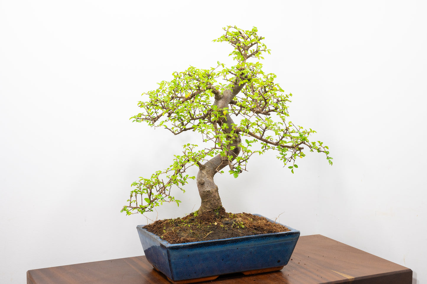 Large Chinese Elm Bonsai in 28cm Blue Pot