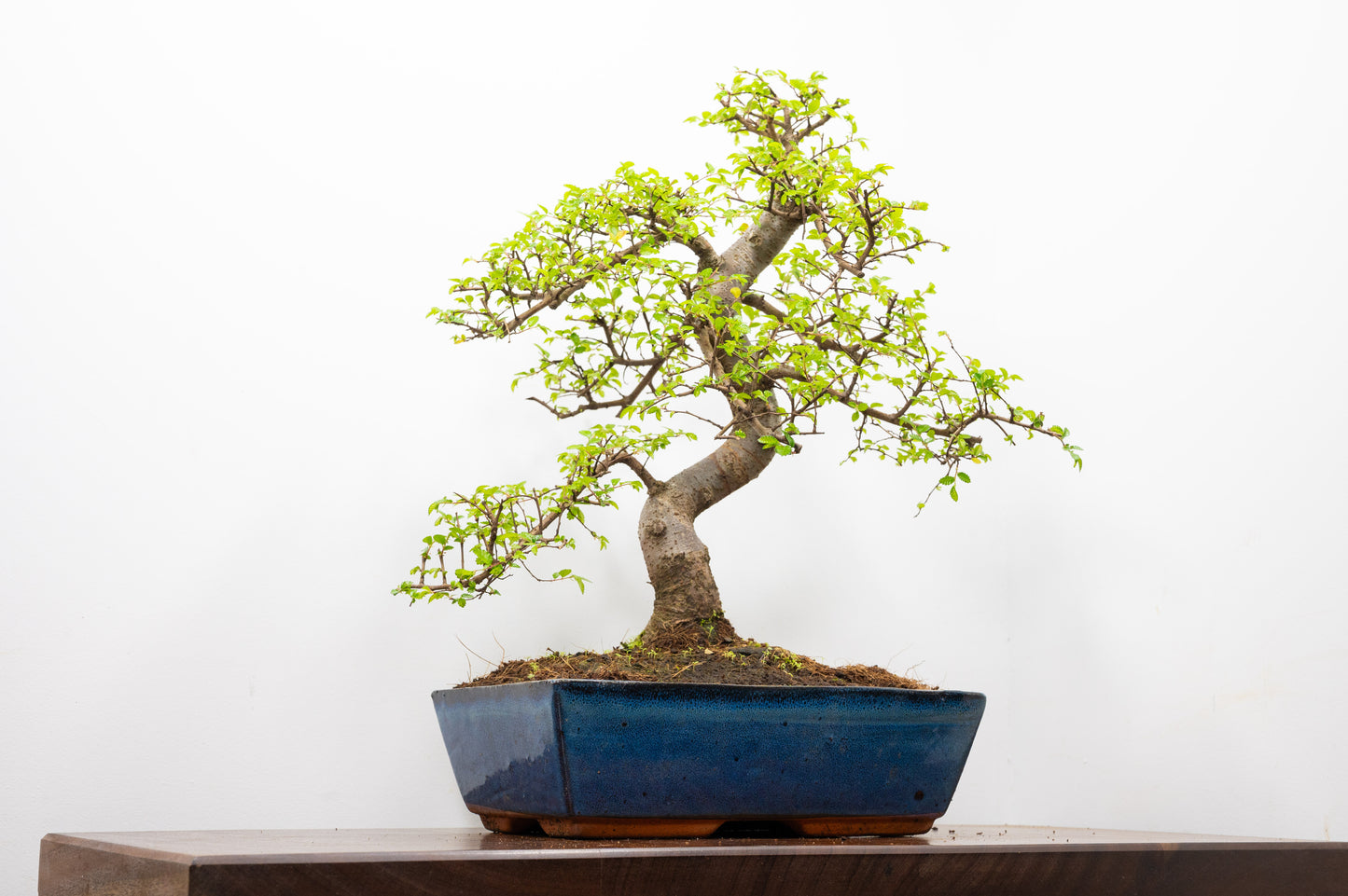 Large Chinese Elm Bonsai in 28cm Blue Pot