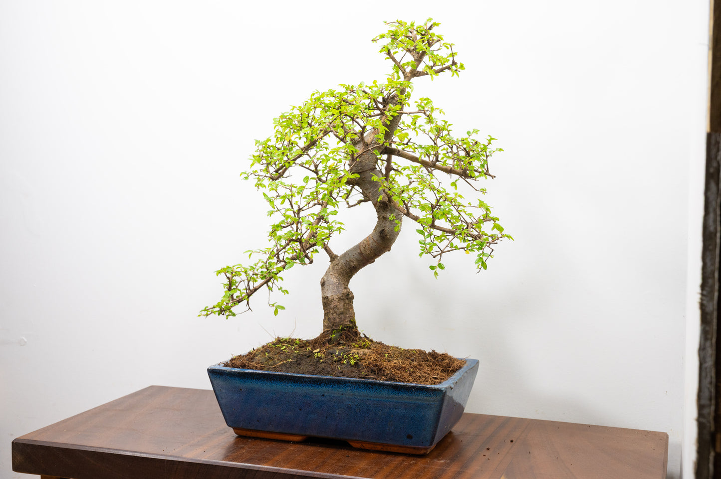 Large Chinese Elm Bonsai in 28cm Blue Pot