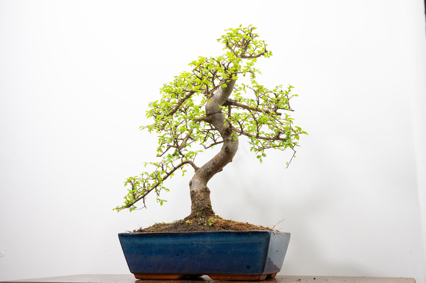 Large Chinese Elm Bonsai in 28cm Blue Pot