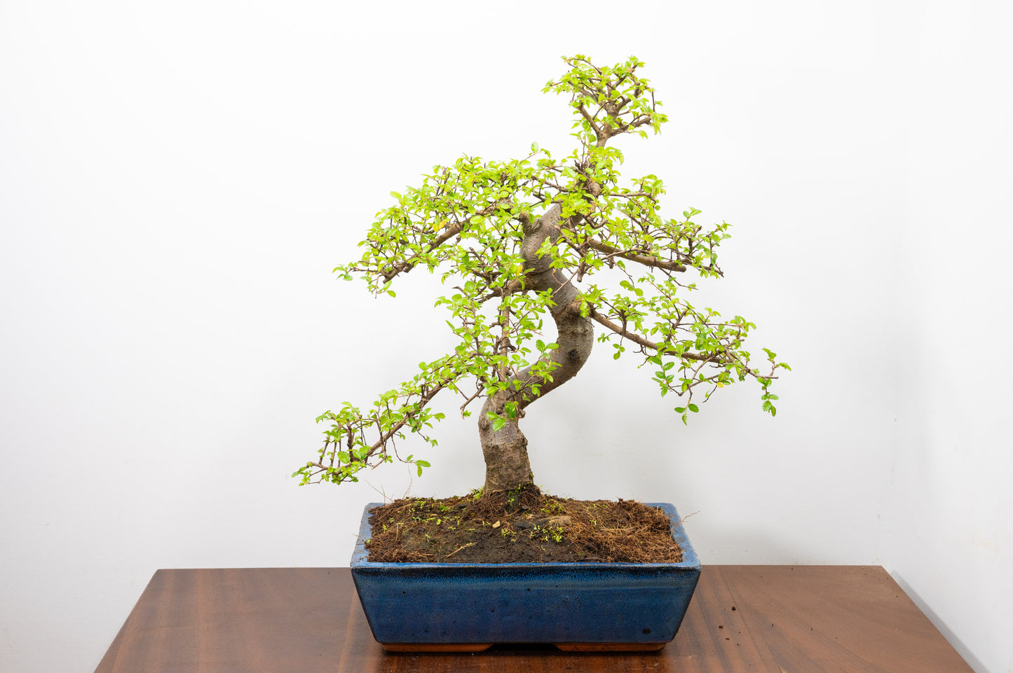 Large Chinese Elm Bonsai in 28cm Blue Pot
