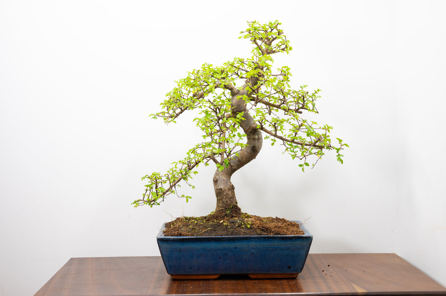 Large Chinese Elm Bonsai in 28cm Blue Pot