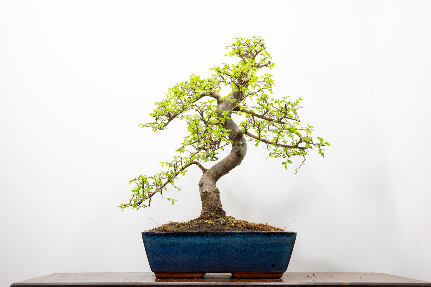 Large Chinese Elm Bonsai in 28cm Blue Pot