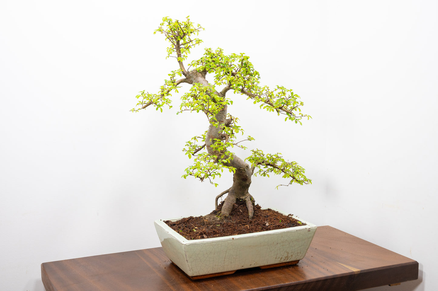 Large Chinese Elm Bonsai in 28cm Cream Pot