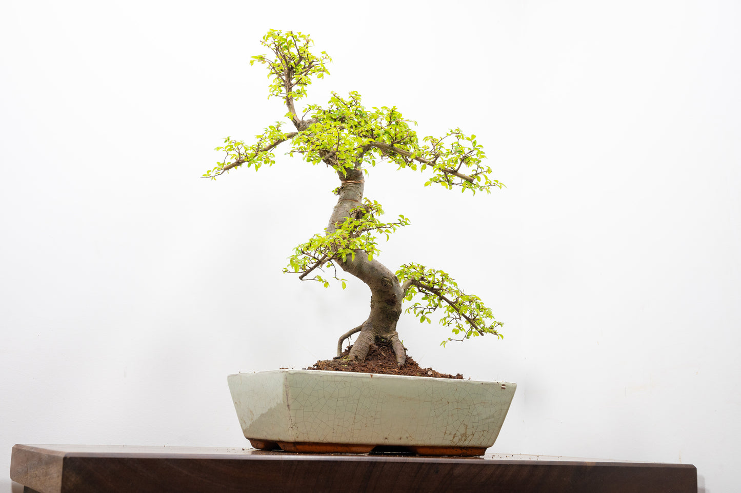 Large Chinese Elm Bonsai in 28cm Cream Pot