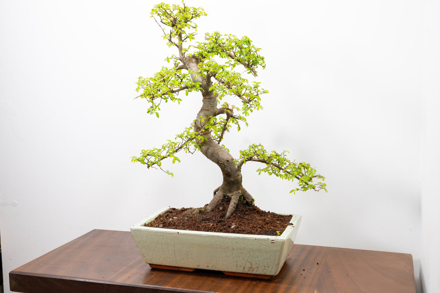 Large Chinese Elm Bonsai in 28cm Cream Pot