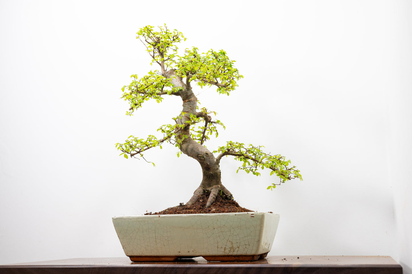 Large Chinese Elm Bonsai in 28cm Cream Pot