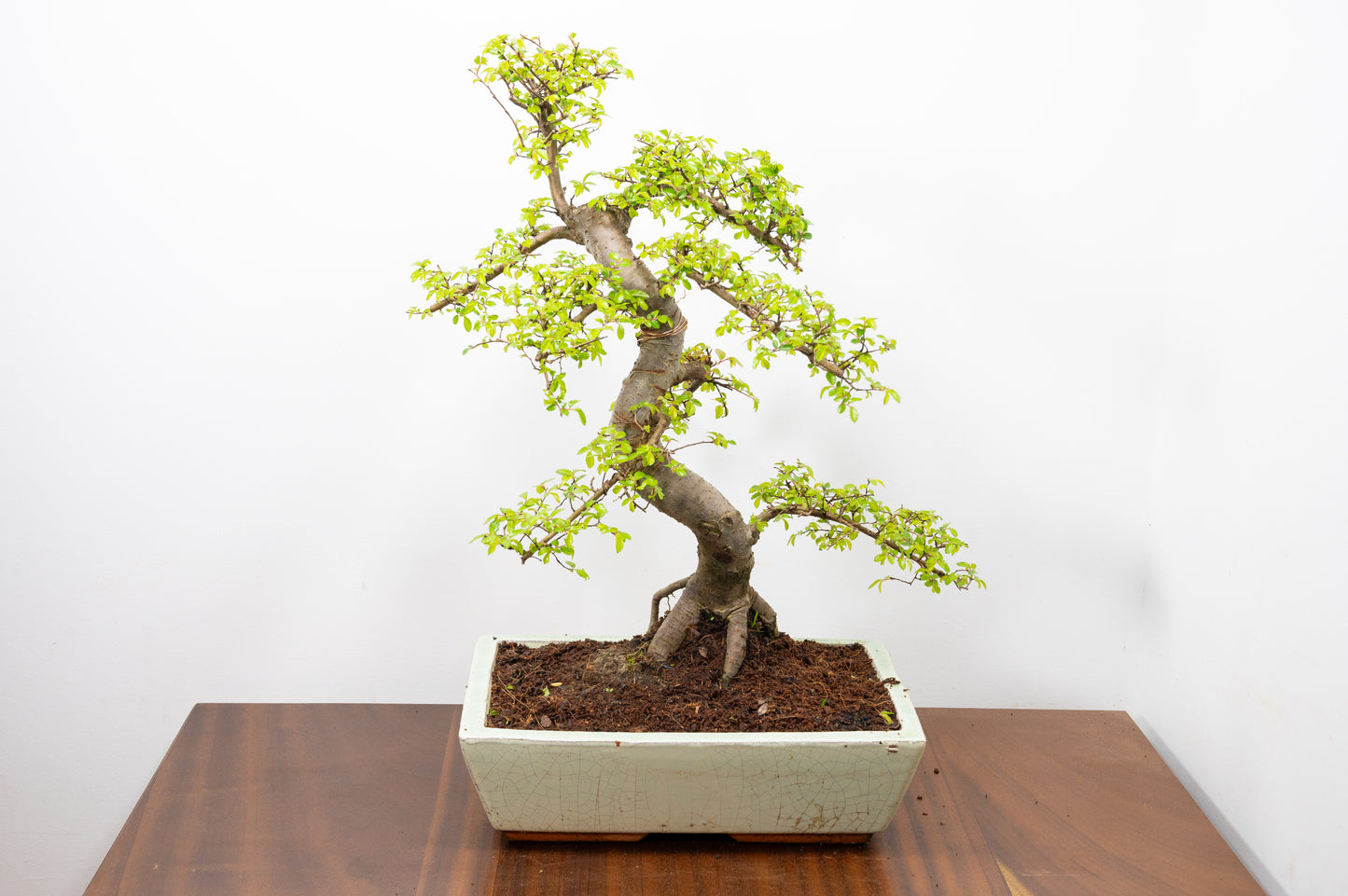 Large Chinese Elm Bonsai in 28cm Cream Pot
