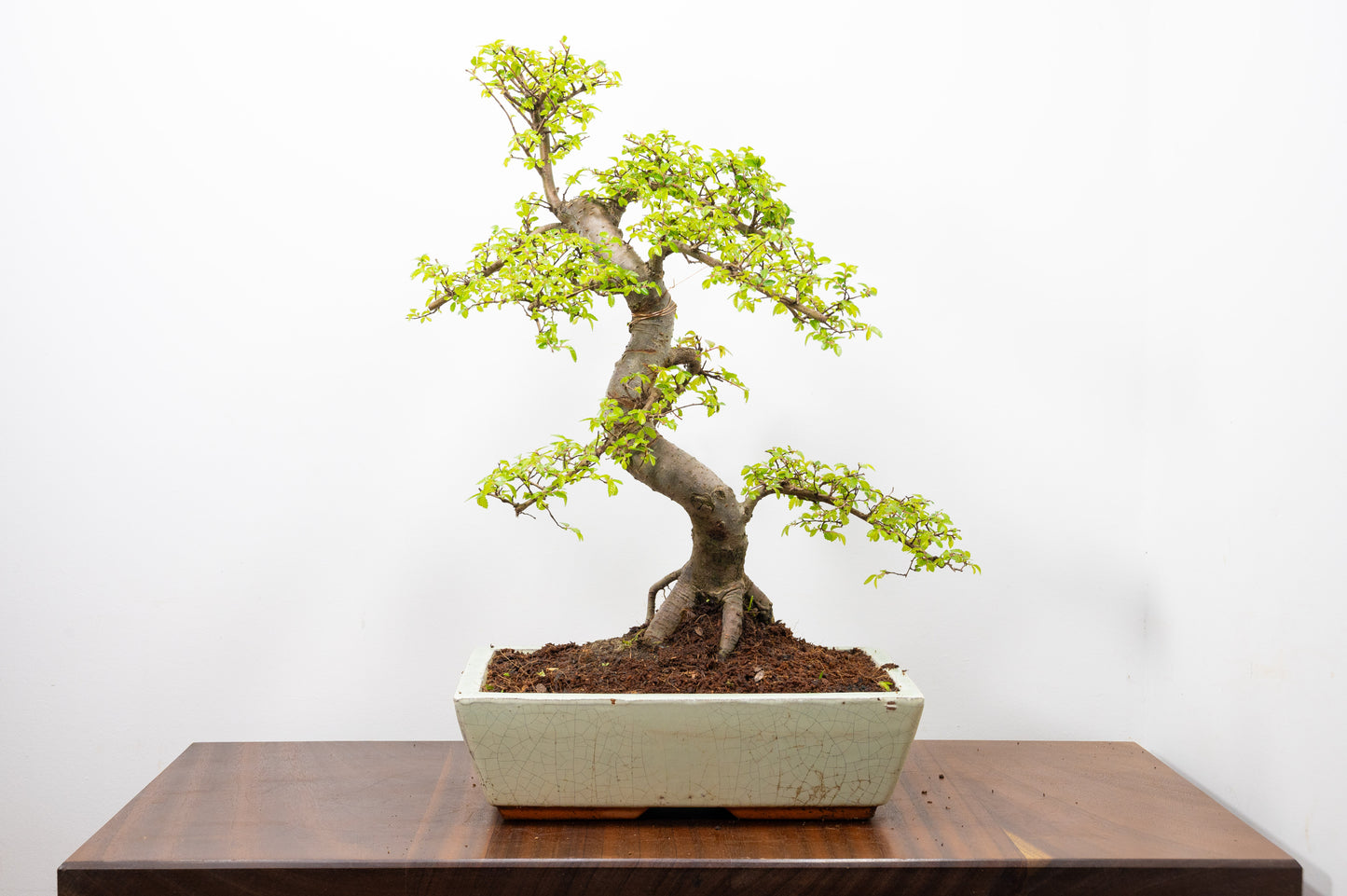 Large Chinese Elm Bonsai in 28cm Cream Pot