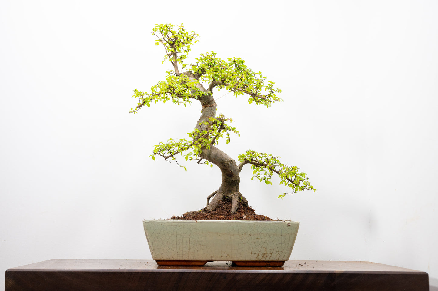 Large Chinese Elm Bonsai in 28cm Cream Pot