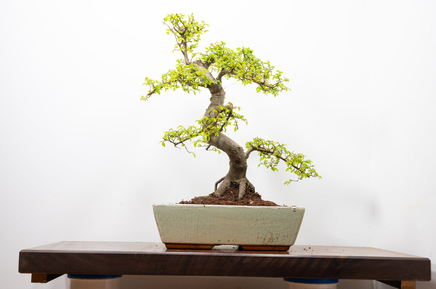 Large Chinese Elm Bonsai in 28cm Cream Pot