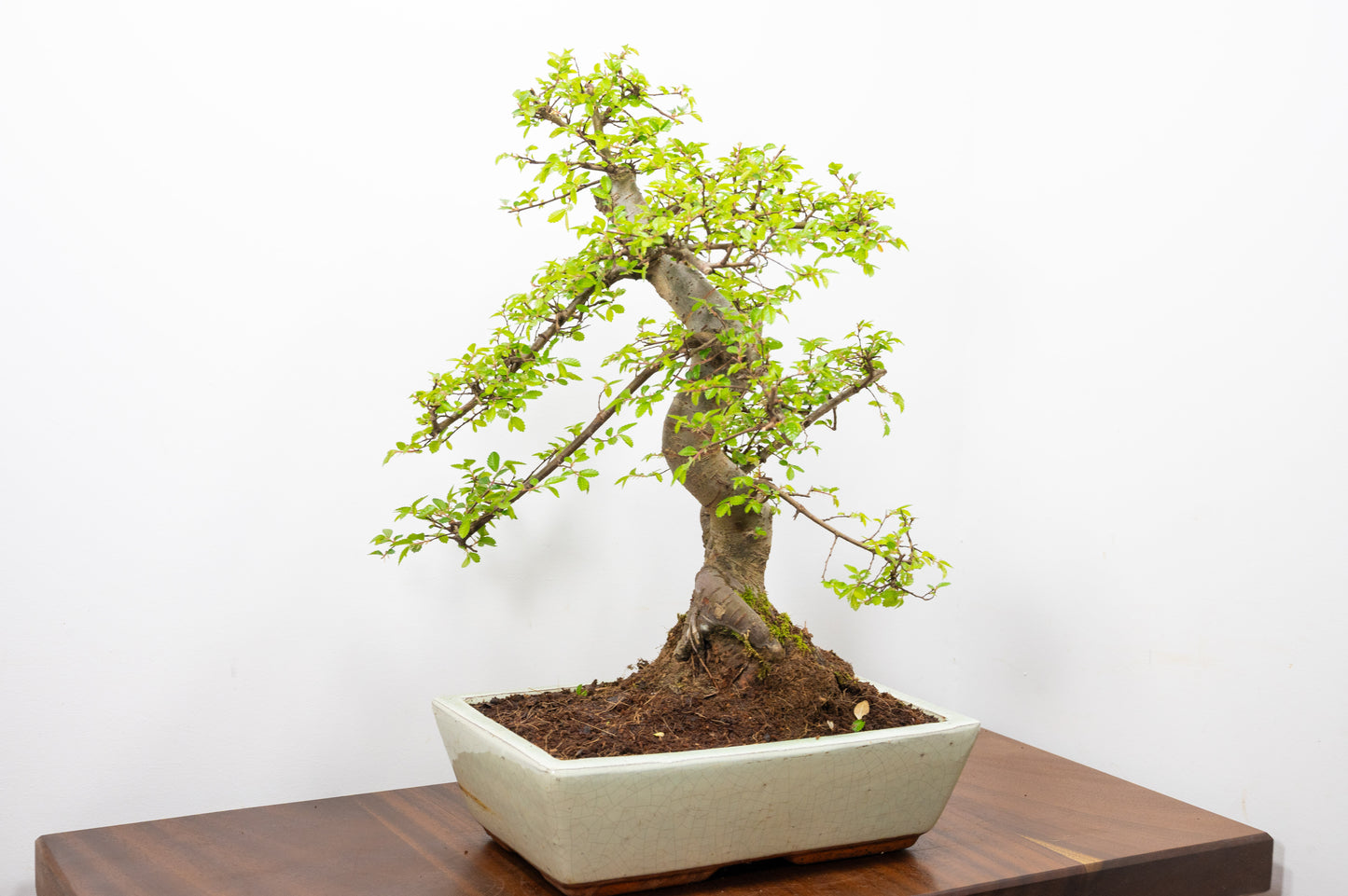 Large Chinese Elm Bonsai in 28cm Cream Pot