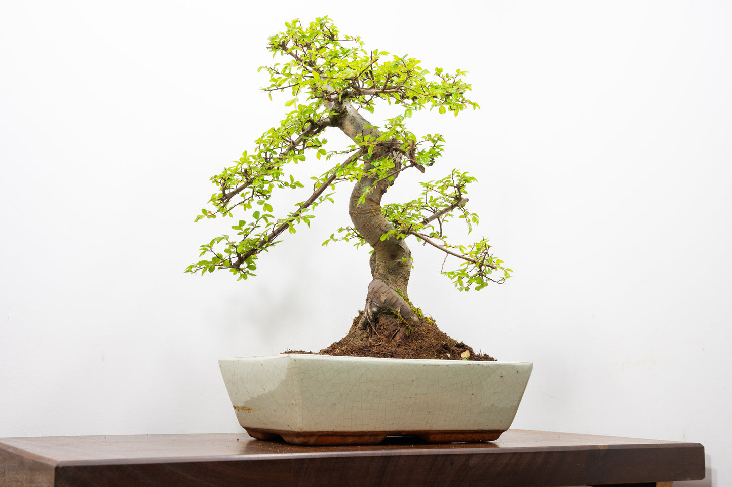 Large Chinese Elm Bonsai in 28cm Cream Pot