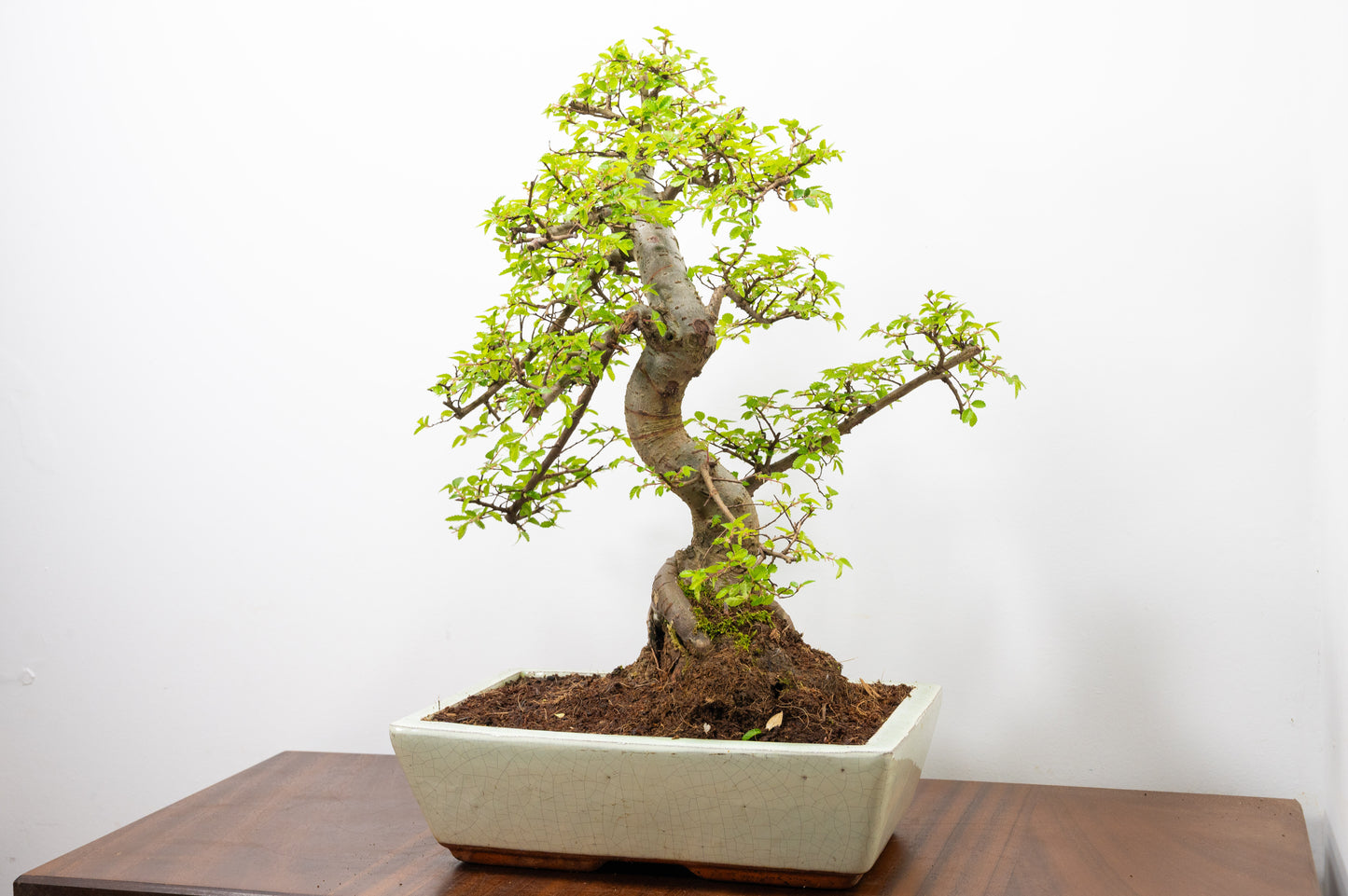 Large Chinese Elm Bonsai in 28cm Cream Pot