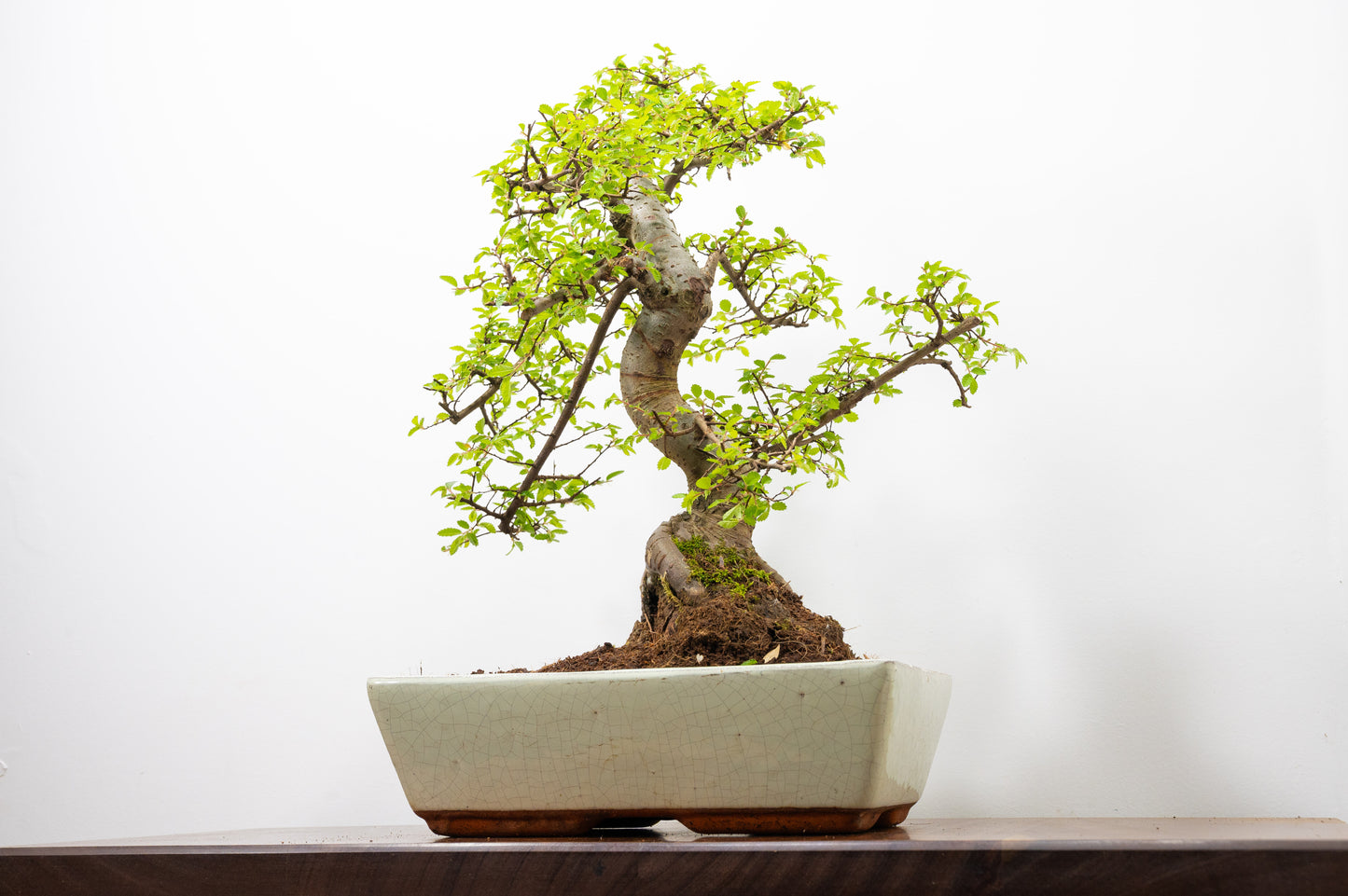 Large Chinese Elm Bonsai in 28cm Cream Pot
