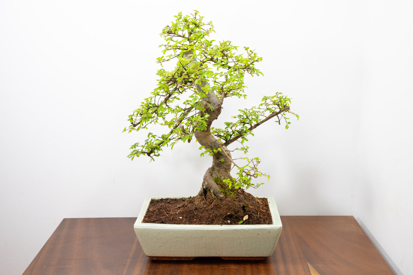 Large Chinese Elm Bonsai in 28cm Cream Pot