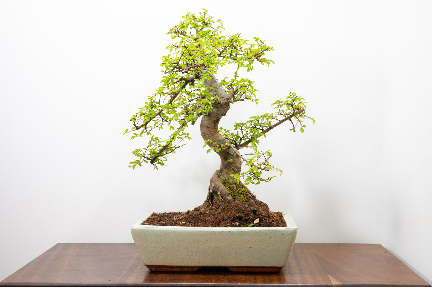 Large Chinese Elm Bonsai in 28cm Cream Pot