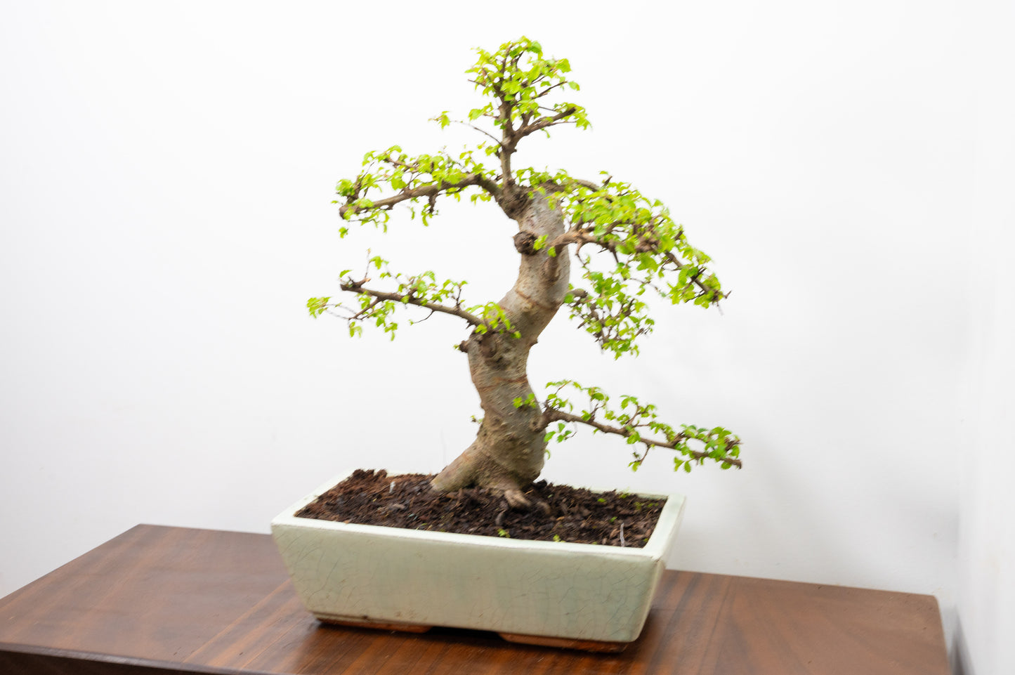 Large Chinese Elm Bonsai in 28cm Cream Pot