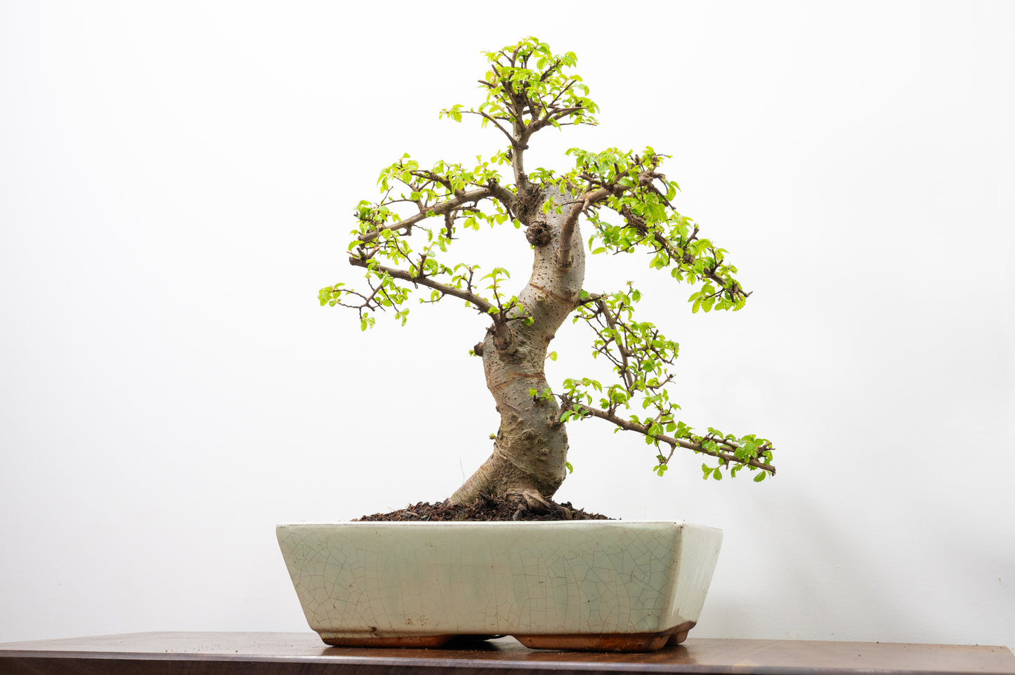 Large Chinese Elm Bonsai in 28cm Cream Pot