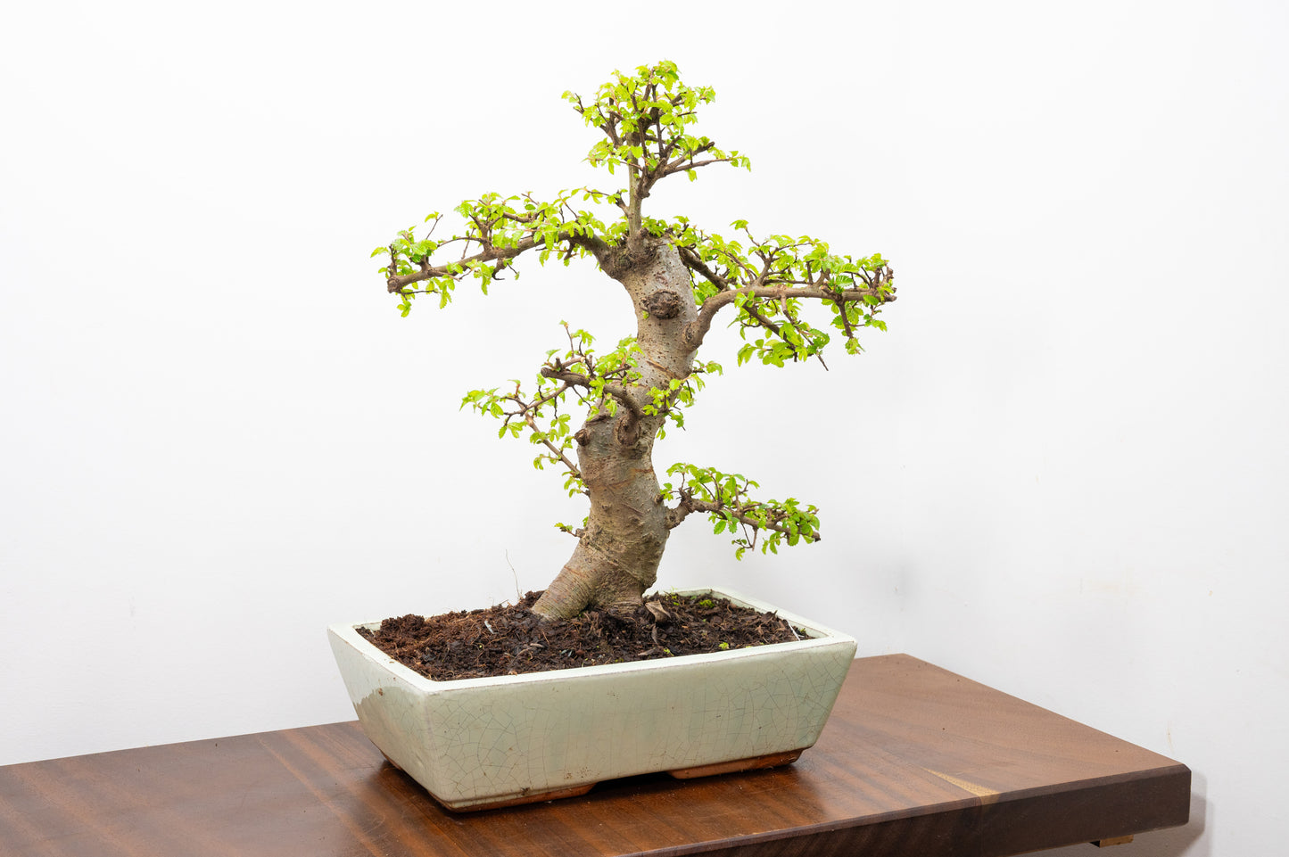 Large Chinese Elm Bonsai in 28cm Cream Pot