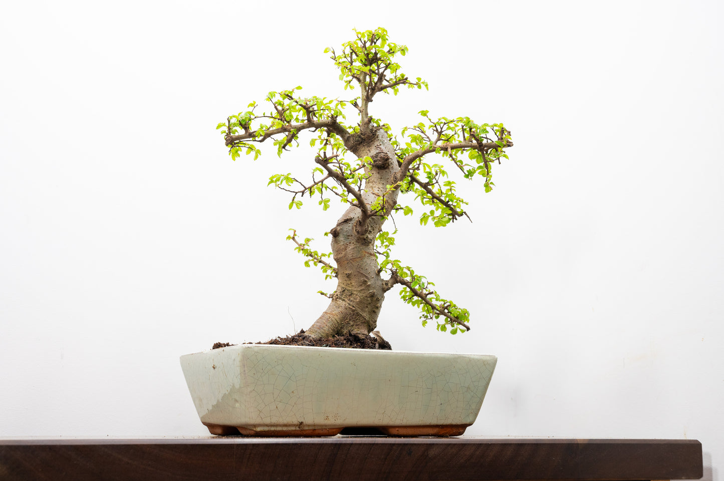 Large Chinese Elm Bonsai in 28cm Cream Pot