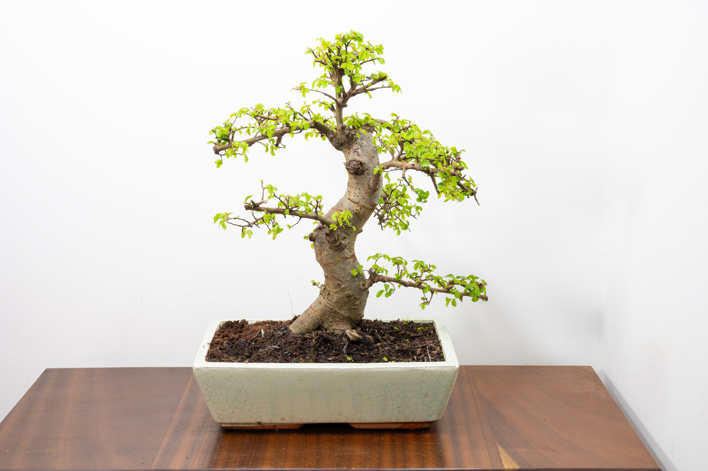 Large Chinese Elm Bonsai in 28cm Cream Pot