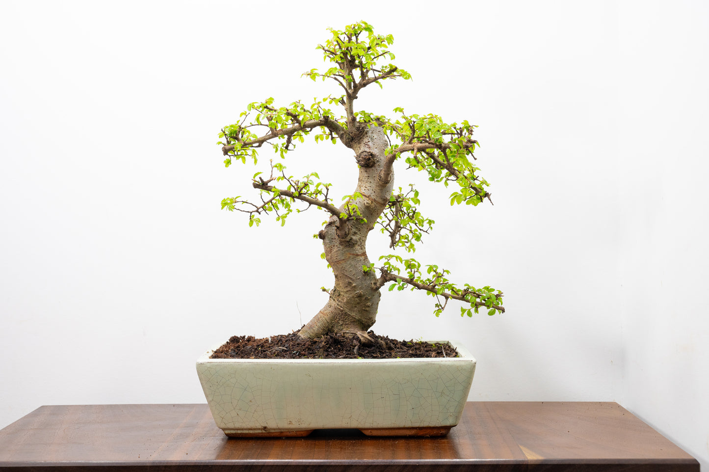 Large Chinese Elm Bonsai in 28cm Cream Pot