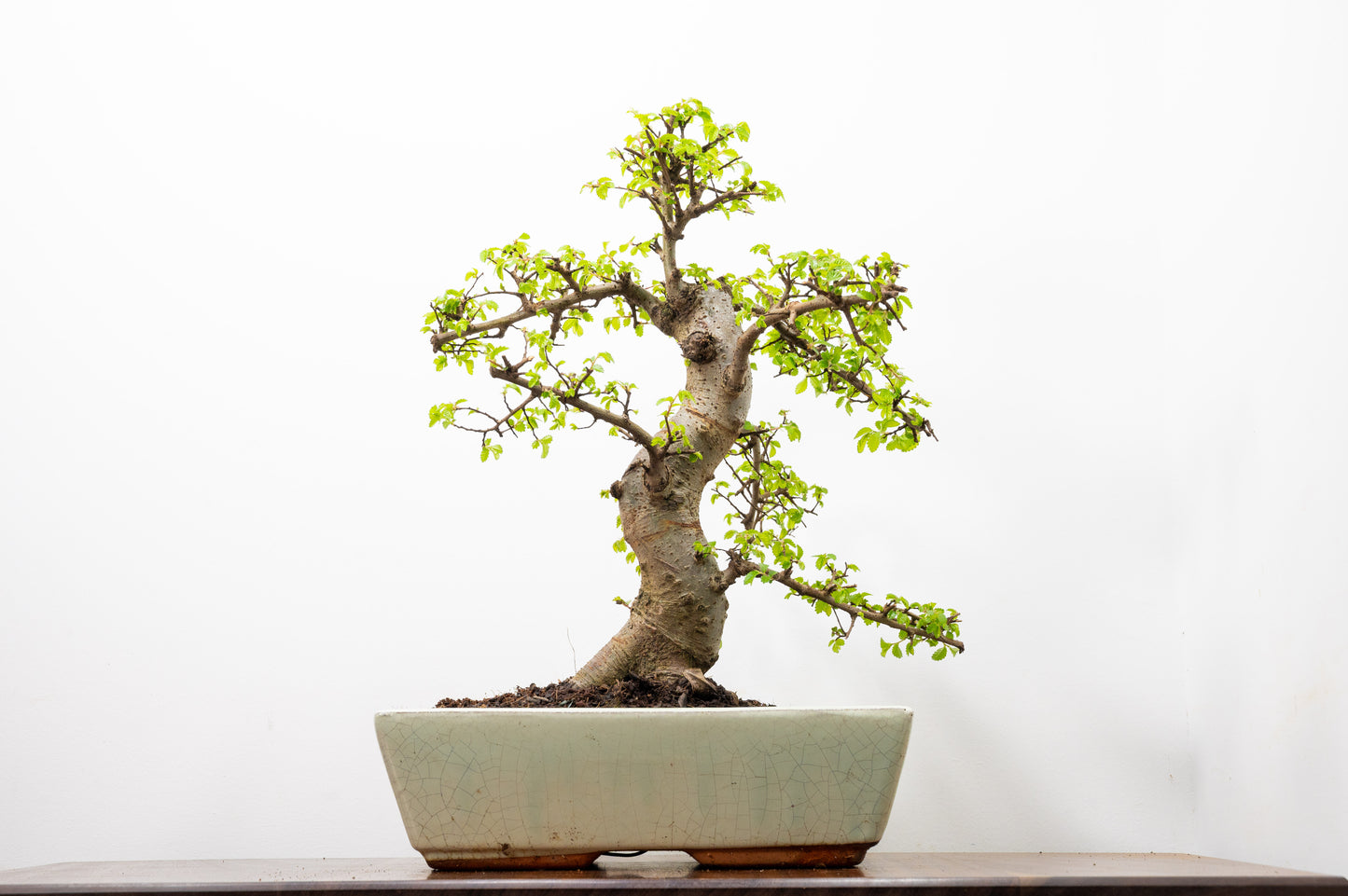 Large Chinese Elm Bonsai in 28cm Cream Pot