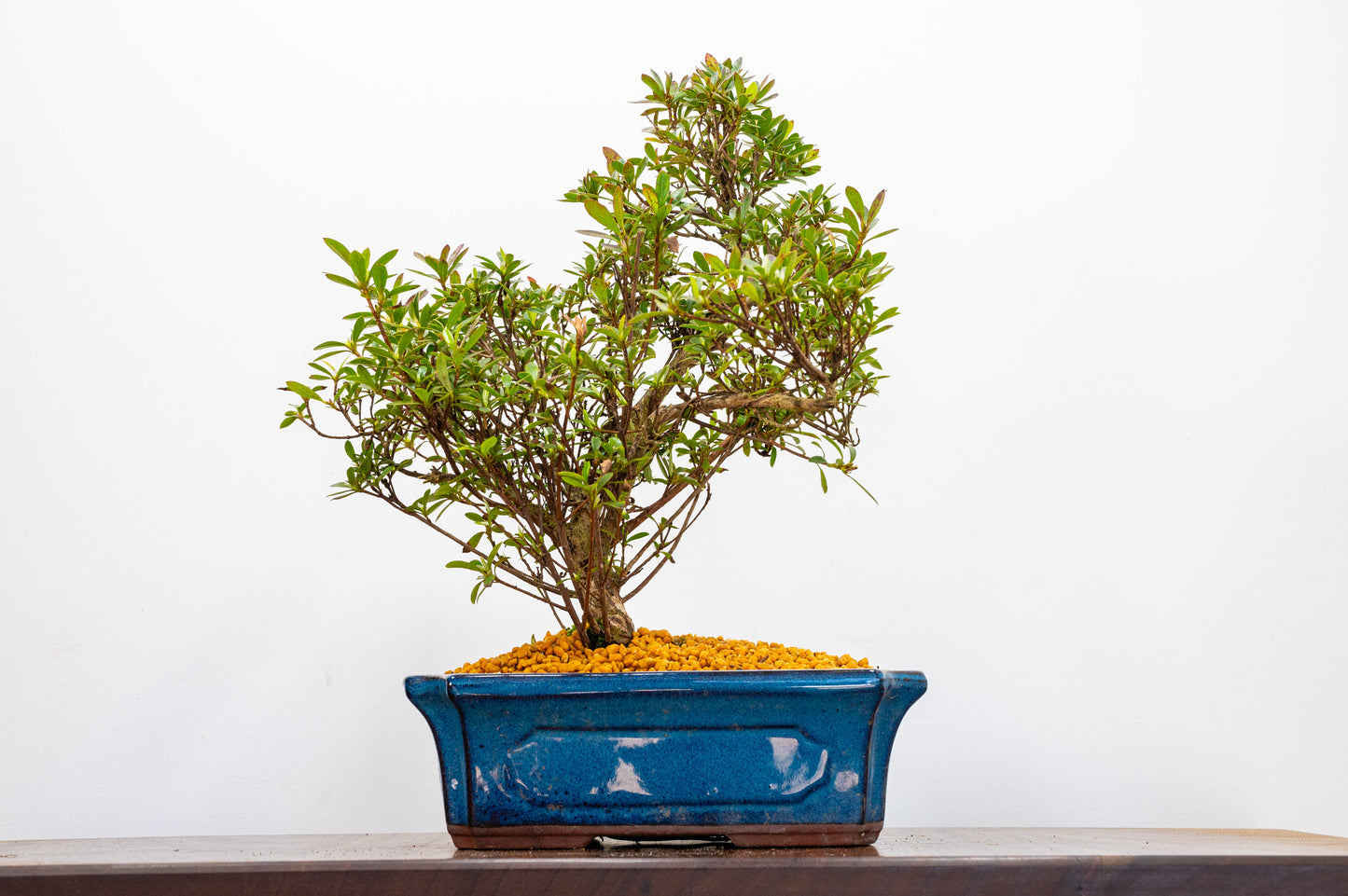 Satsuki Azalea Bonsai & Care Kit