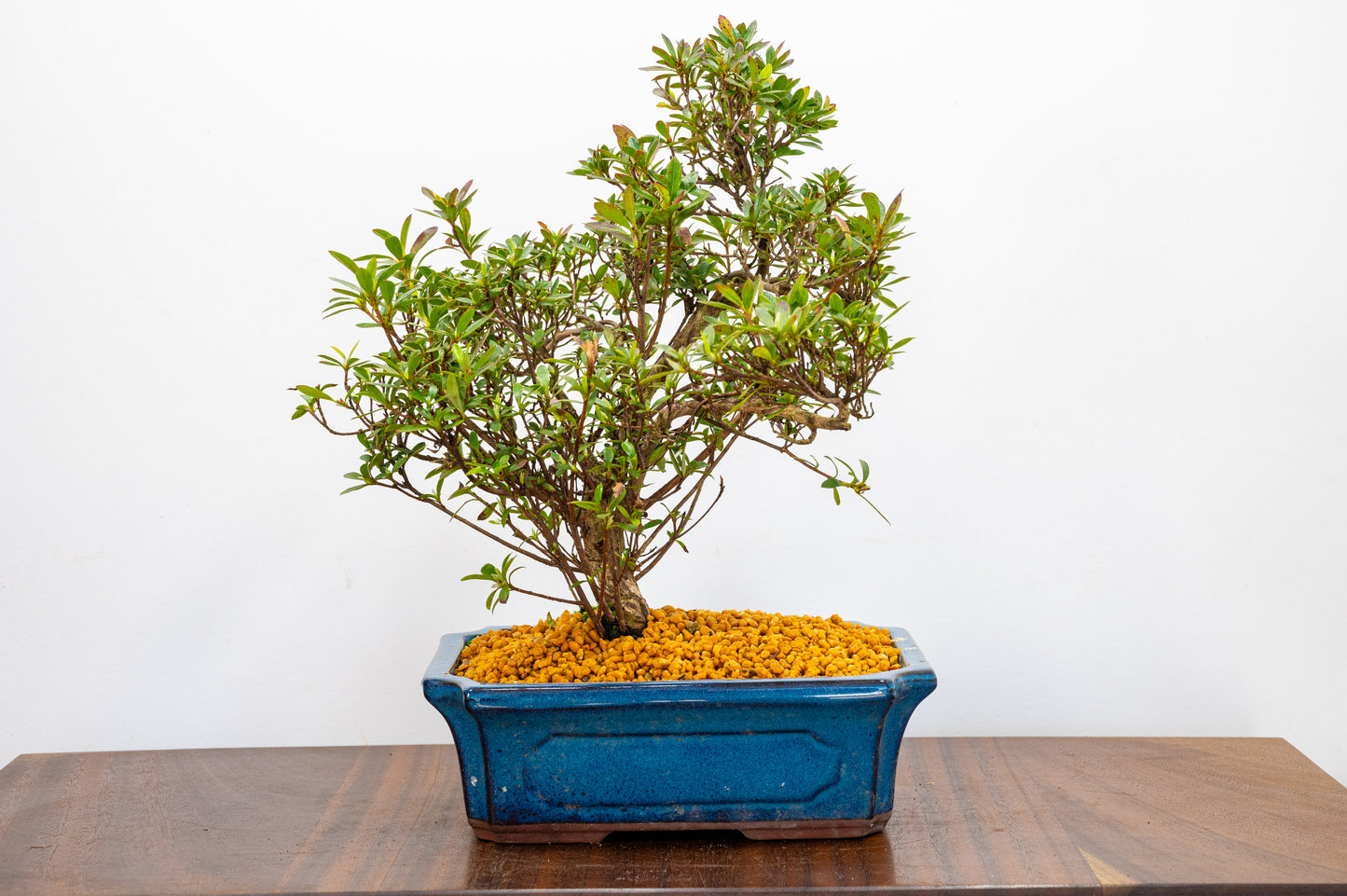 Satsuki Azalea Bonsai & Care Kit