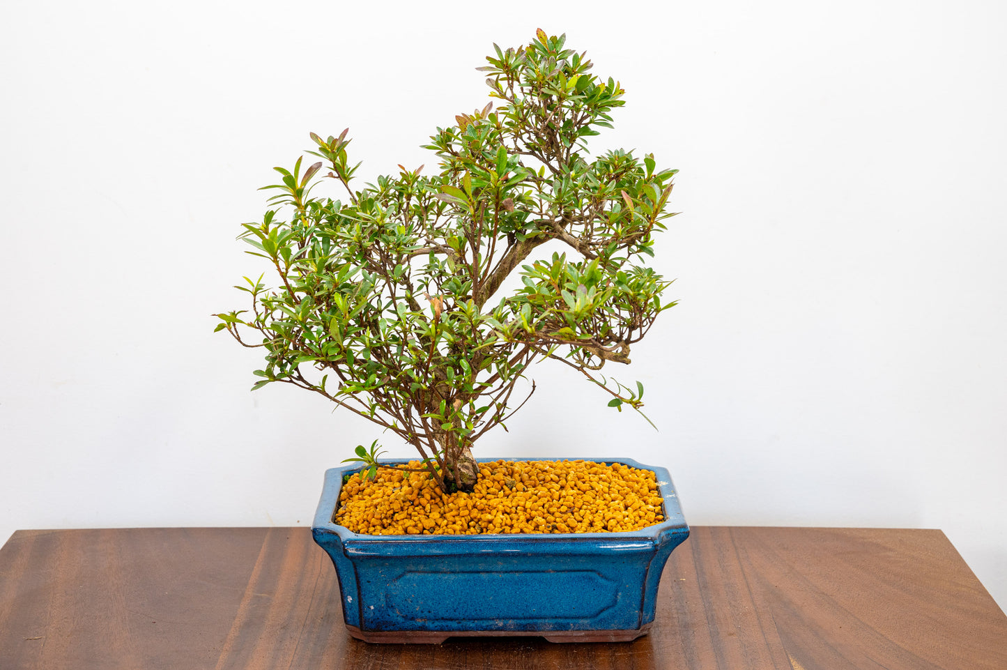 Satsuki Azalea Bonsai & Care Kit