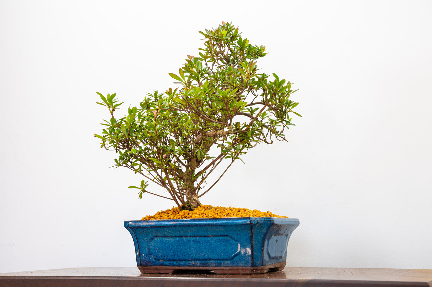 Satsuki Azalea Bonsai & Care Kit