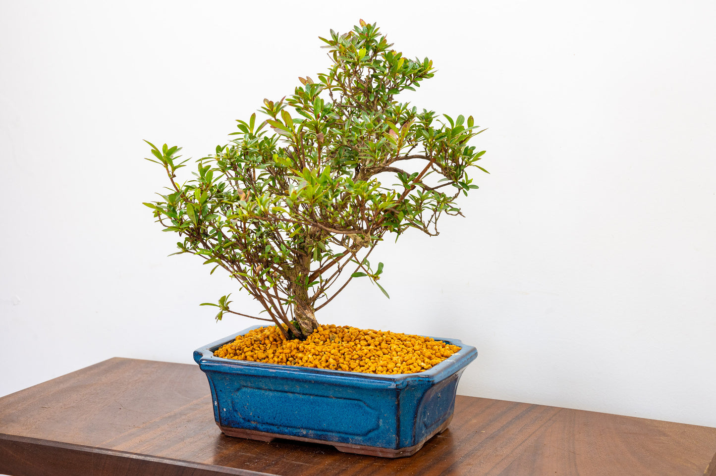 Satsuki Azalea Bonsai & Care Kit