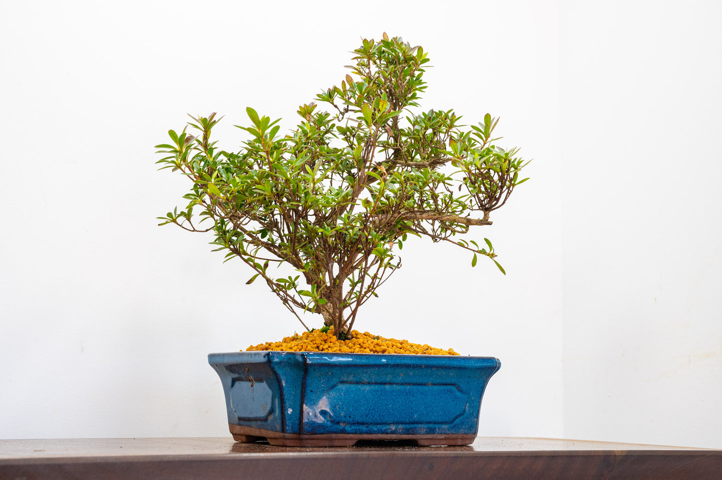 Satsuki Azalea Bonsai & Care Kit