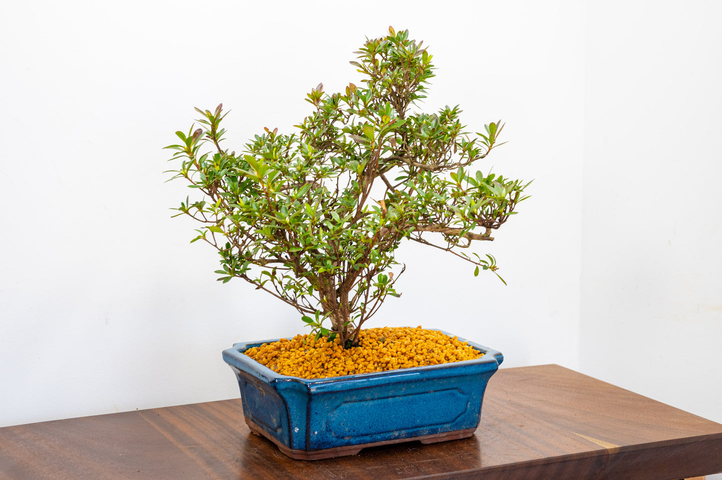 Satsuki Azalea Bonsai & Care Kit