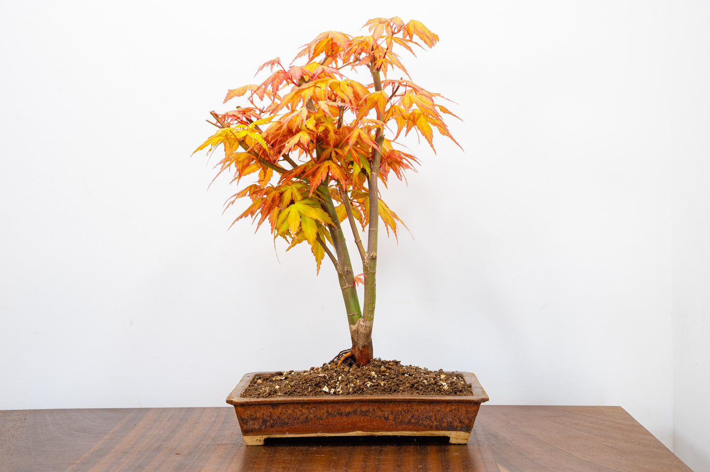 Katsura Japanese Maple Bonsai