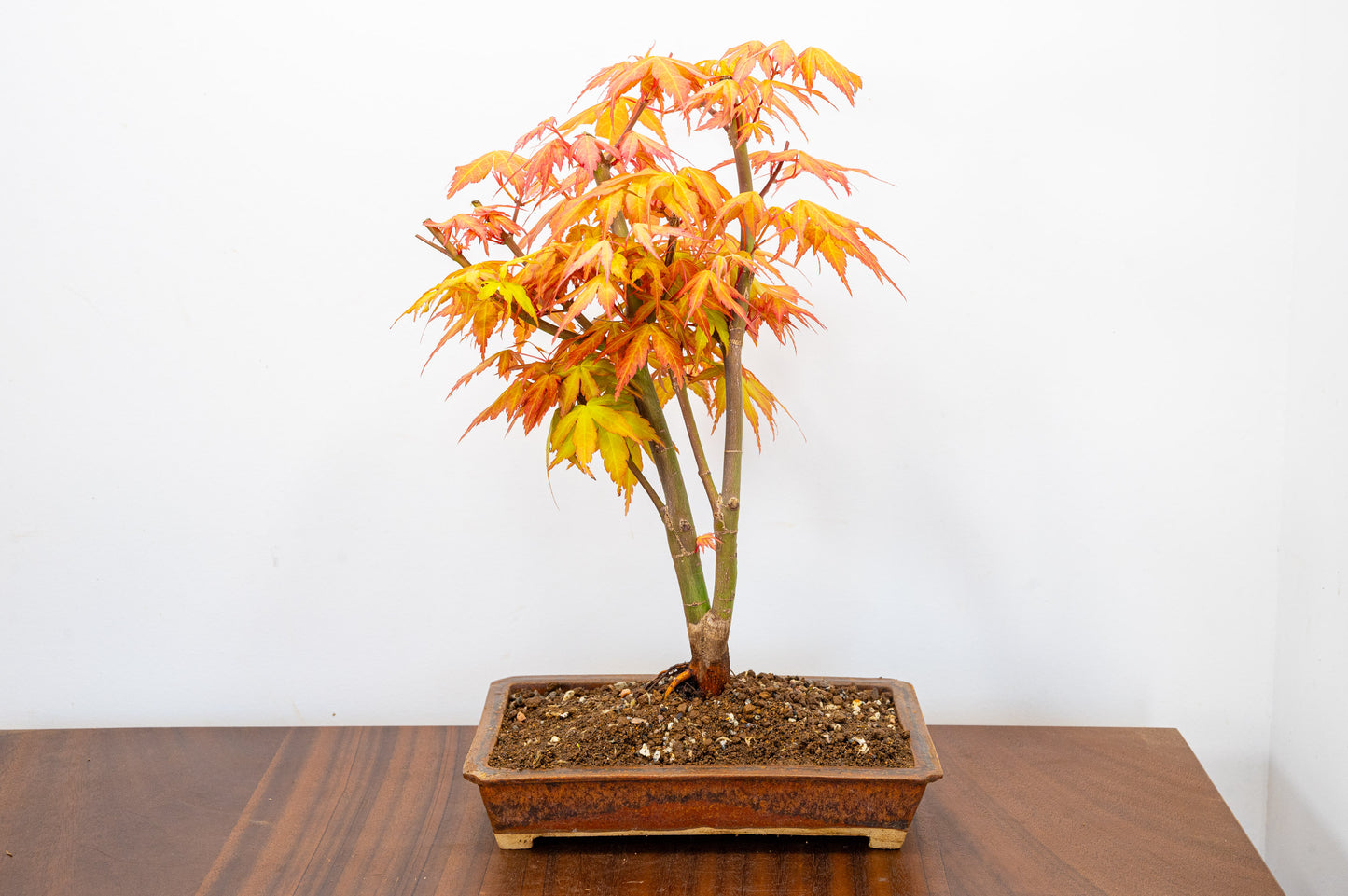 Katsura Japanese Maple Bonsai