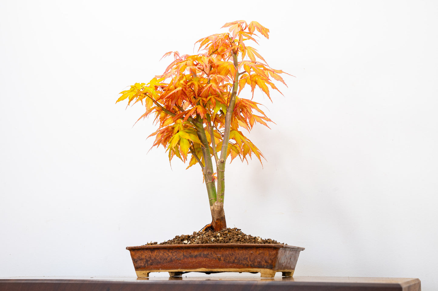Katsura Japanese Maple Bonsai