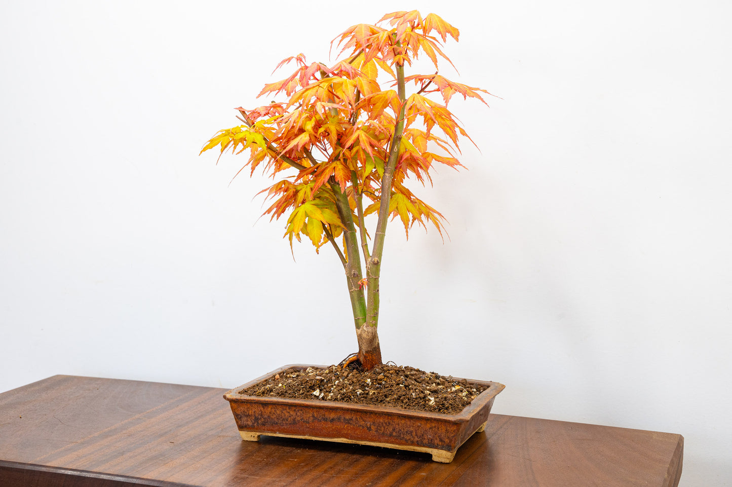 Katsura Japanese Maple Bonsai