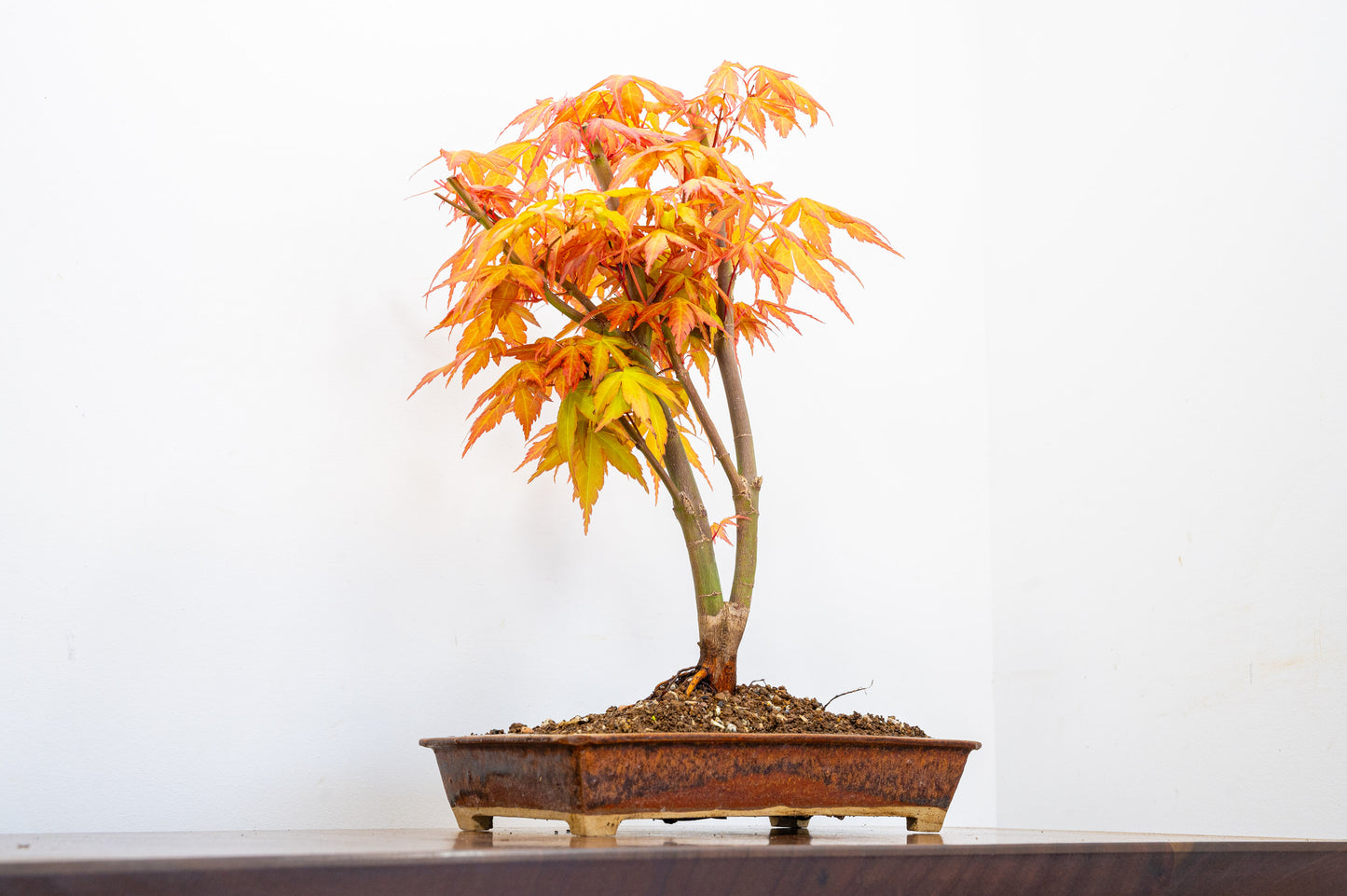 Katsura Japanese Maple Bonsai