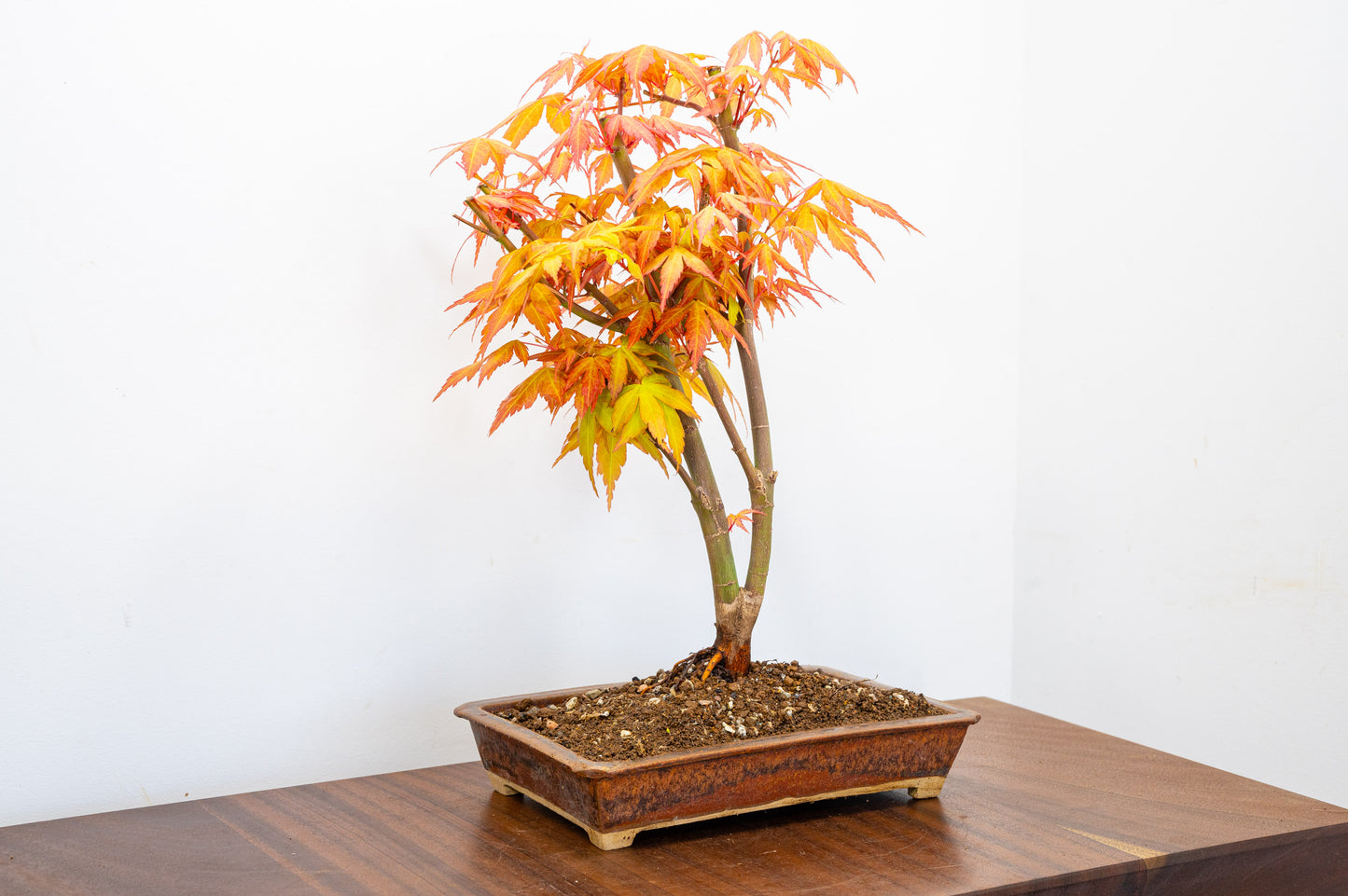 Katsura Japanese Maple Bonsai