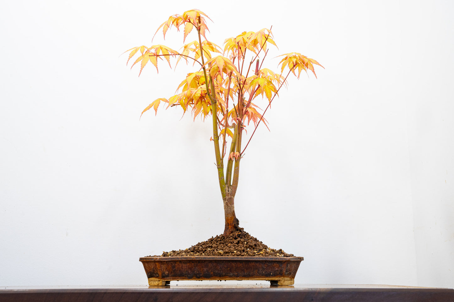 Katsura Japanese Maple Bonsai