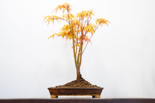 Katsura Japanese Maple Bonsai