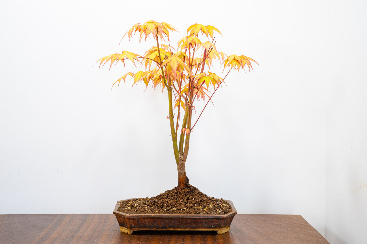 Katsura Japanese Maple Bonsai