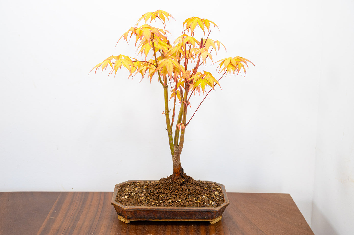 Katsura Japanese Maple Bonsai